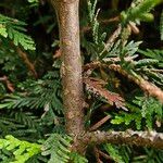 Thuja occidentalis പുറംതൊലി