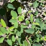 Amelanchier utahensis Blad