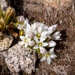 Gentianella ramosa