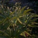 Paeonia lactiflora Blatt