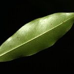 Ouratea scottii Leaf