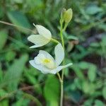 Utricularia alpina Cvet
