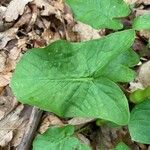 Arum maculatumBlatt