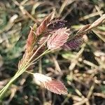 Eragrostis superba Λουλούδι