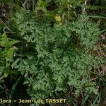 Thalictrum foetidum Natur