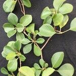 Calycophyllum multiflorum Hoja