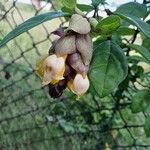 Gmelina philippensis Fleur