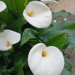 Zantedeschia aethiopica പുഷ്പം