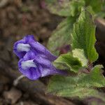 Scutellaria tuberosa Агульны выгляд