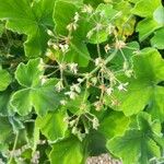 Pelargonium tomentosum Blüte