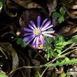 Anemone blanda Flower