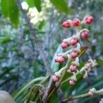 Tapeinosperma grandiflorum