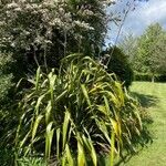 Phormium tenaxFolha