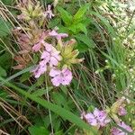 Saponaria officinalis Kvet