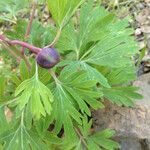 Paeonia californica 叶