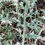 Cardopatium corymbosum Leaf