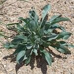 Pardoglossum cheirifolium Blatt