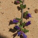 Echium tuberculatum Anders