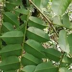 Pterocarpus soyauxii برگ