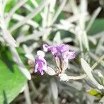 Lavandula latifolia Flower