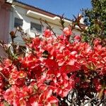 Chaenomeles japonica Çiçek