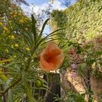 Thevetia neriifolia Flor