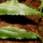 Asplenium filidens Leaf