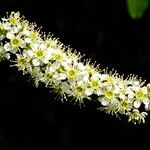 Prunus serotina Çiçek