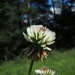 Trifolium montanum Blüte