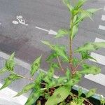 Persicaria maculosa 葉