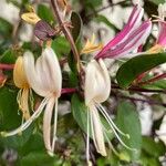 Lonicera caprifolium Blomma