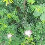 Calliandra selloi Altro