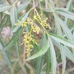 Searsia lancea Blüte