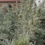 Artemisia arborescens पत्ता