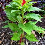 Celosia argentea Агульны выгляд