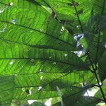 Talisia nervosa Leaf