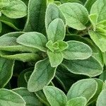 Origanum majorana Blad