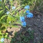 Myosotis arvensisഇല