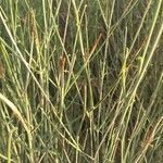Leptadenia pyrotechnica Hoja