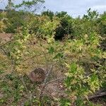 Searsia natalensis Habit