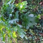 Acanthus mollisBlatt