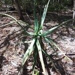 Aloe divaricata Hábito