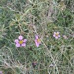 Fagonia cretica Квітка
