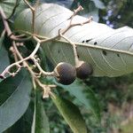 Solanum leucodendron Fruto