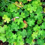 Geranium renardii Habit