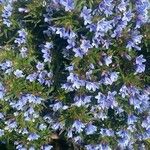 Lithodora zahnii Flor