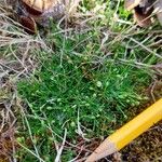 Sagina procumbens ശീലം