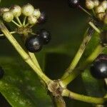 Dendropanax arboreus Plod