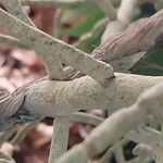 Vanda denisoniana Bark