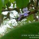 Vitex megapotamica Fiore